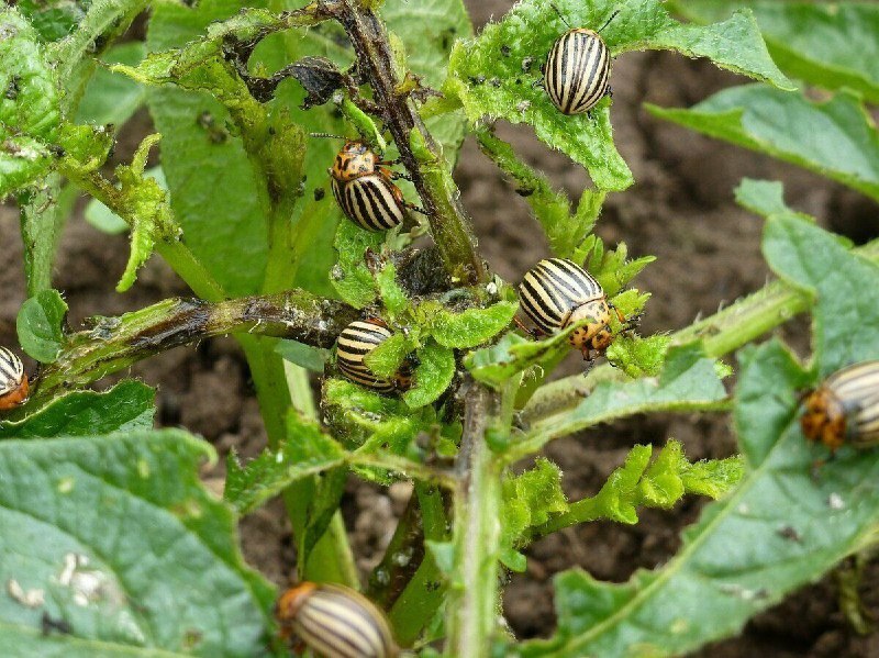 Жизнь в телефоне или зомби нового поколения.