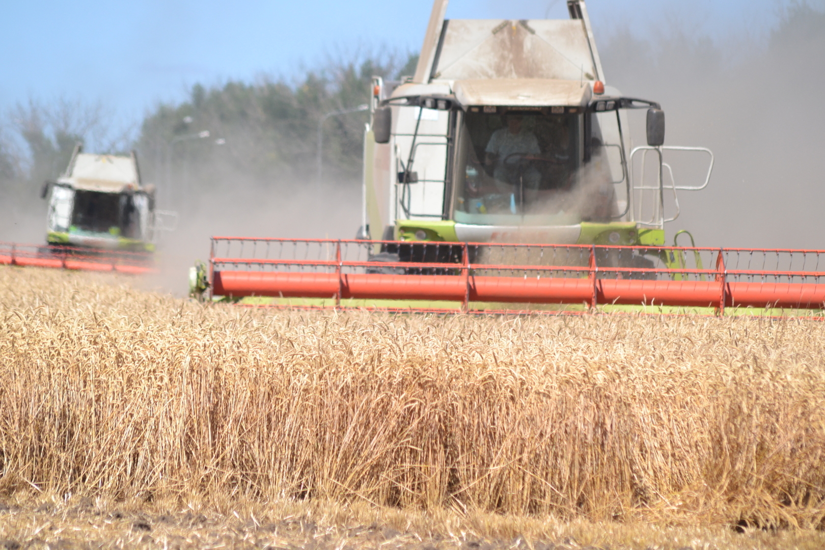 Грустный фон рекордного российского урожая зерна: цена…