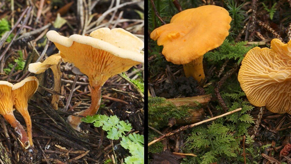 Грибы могут быть деликатесом, но удовольствие всегда омрачает риск: потому что многие вкусные съедобные грибы имеют ядовитых двойников.