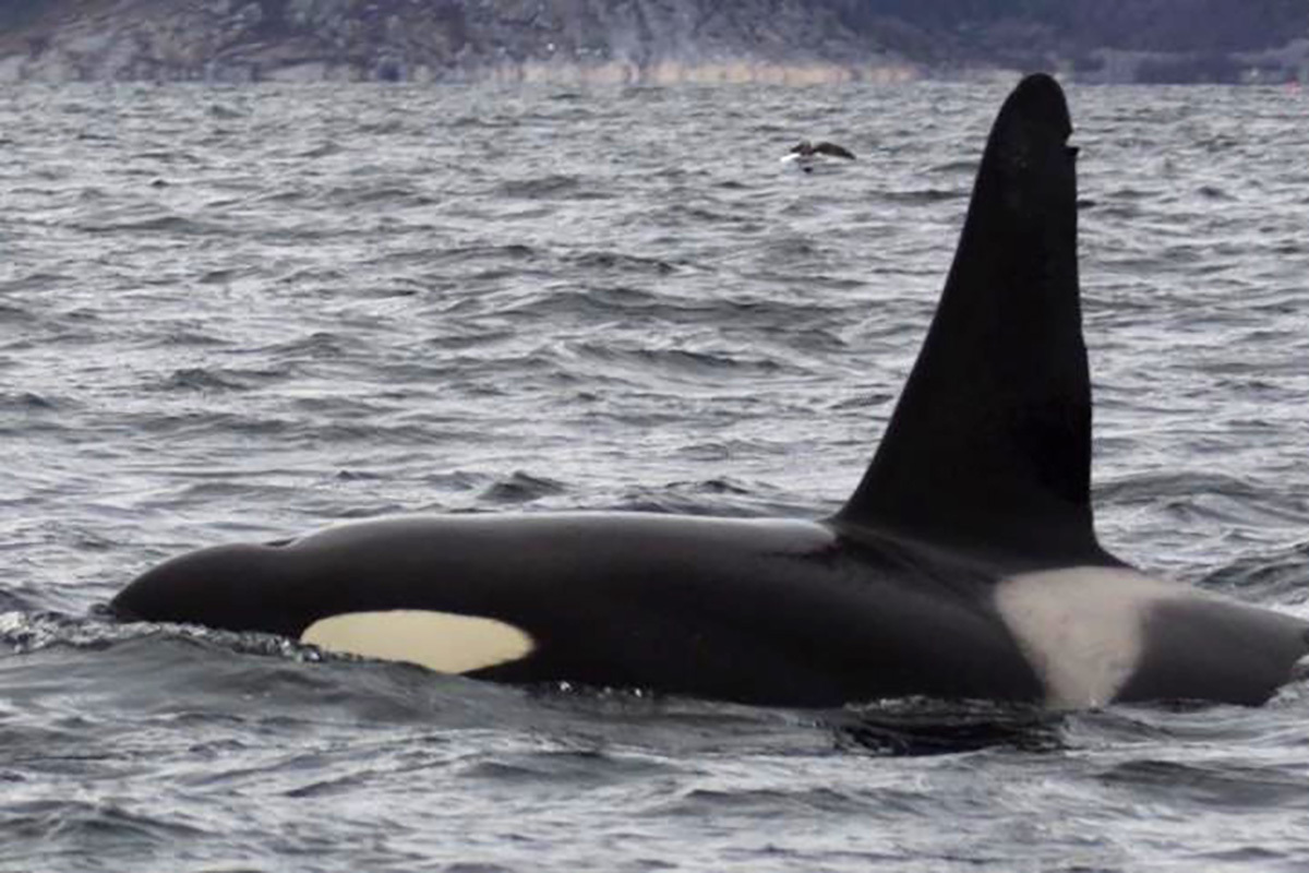 Косатки нападают на лодки у берегов Португалии: что происходит?