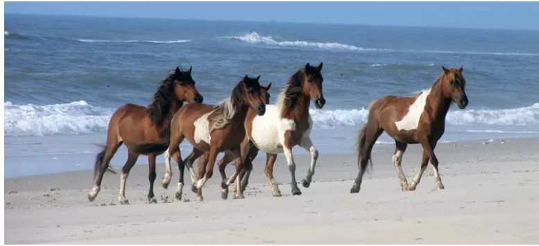 Скат с коровьим хвостом