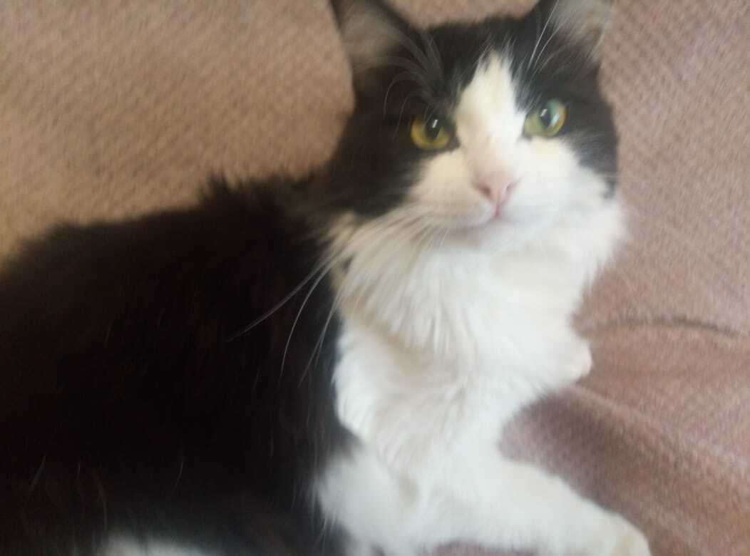 «Всё дело в котиках»