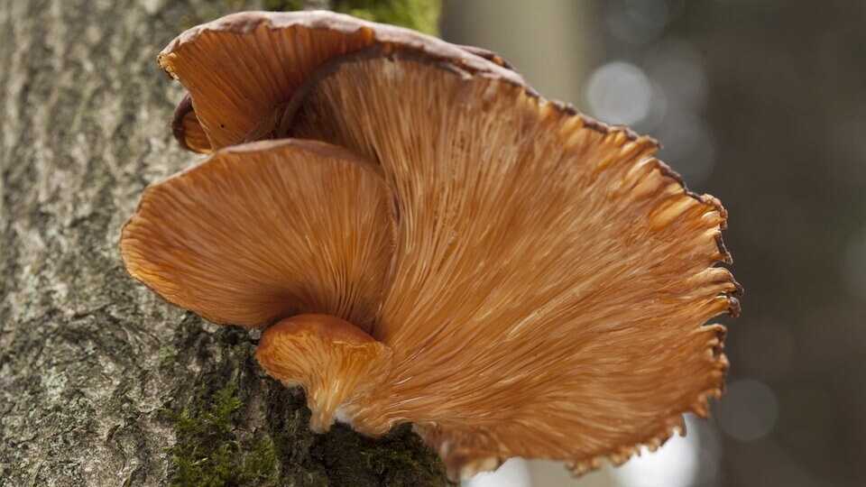 Грибы могут быть деликатесом, но удовольствие всегда омрачает риск: потому что многие вкусные съедобные грибы имеют ядовитых двойников.