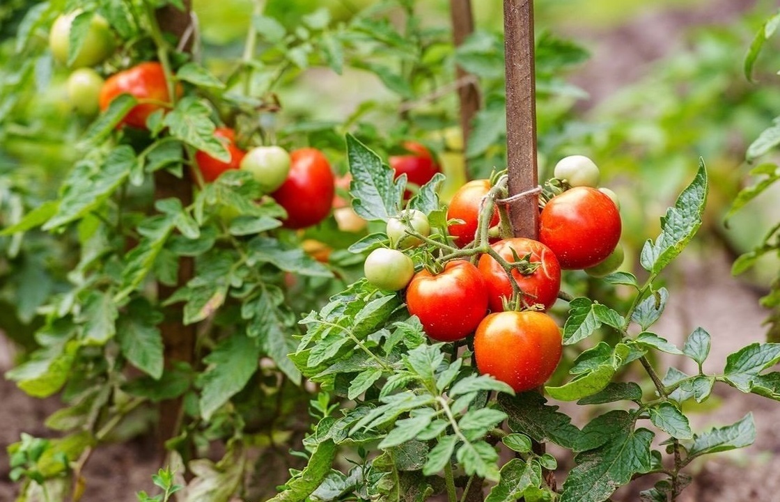 Помидор не просто так является самым популярным овощем в мире.