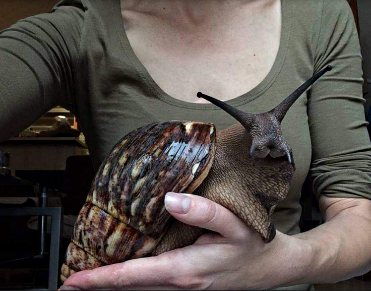 Гигантская улитка