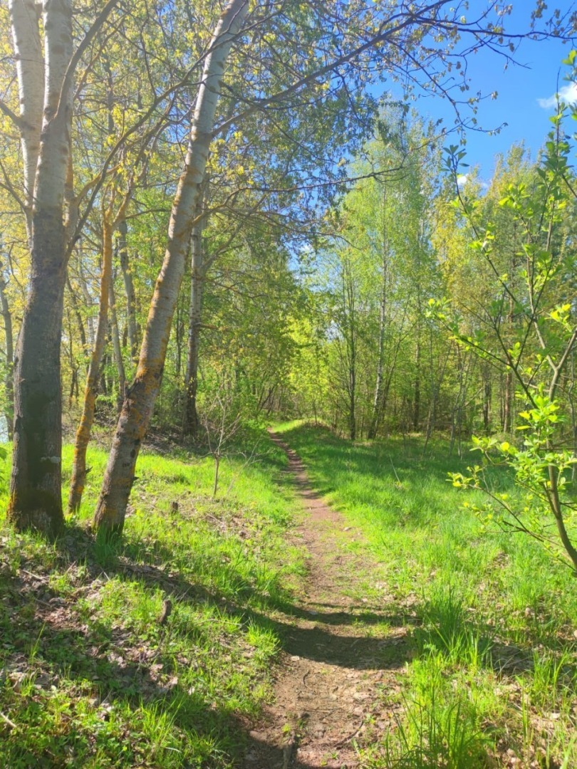 "Лесная амнистия" – кто имеет право на землю? Что важнее: запись в ЕГРН и в старых документах или данные лесного реестра?