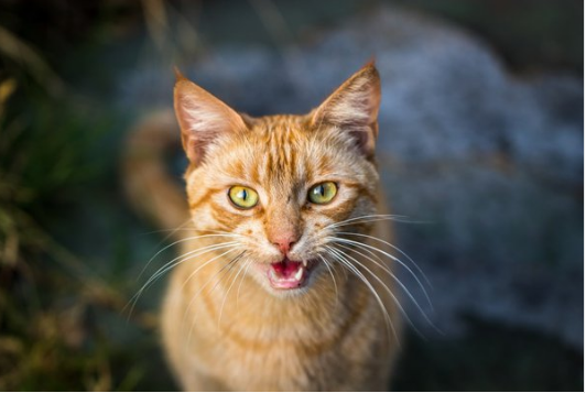 Как кошки воспринимают людей.