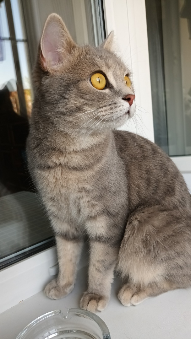 Личный опыт стерилизации кошки, или лучше поздно, чем раздавать котят незнакомым людям