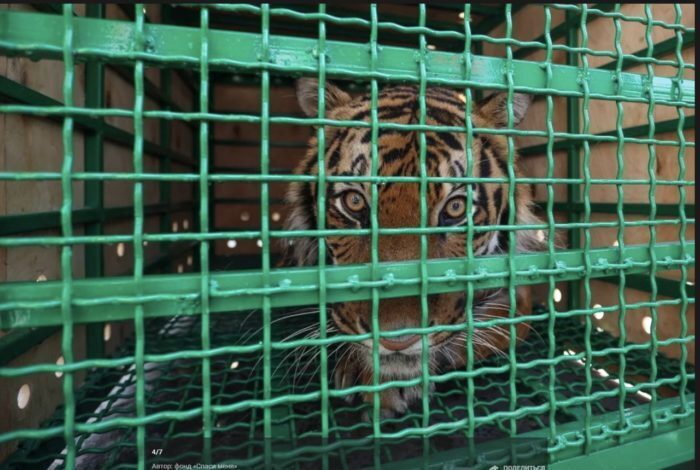 Тигр Гектор добрался до нового дома в «Утёсе». Знакомится с тайгой.