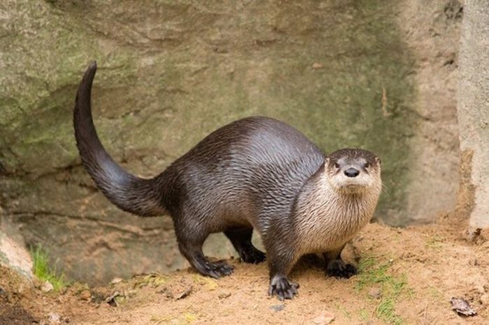 Коротенькие и интересные факты про всё на свете на нашей планете! Очень интересно.