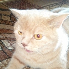 Вещева Наталья Владимировна, г. Ставрополь