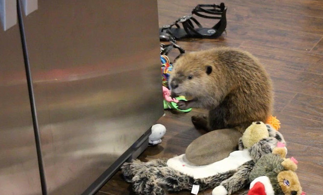 Бобры наши и не очень ! Гы -гы гы:))