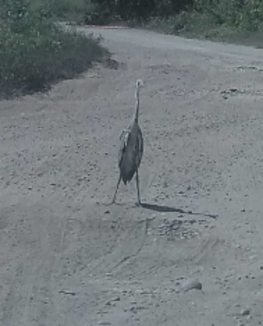 Как я провел или провела лето .