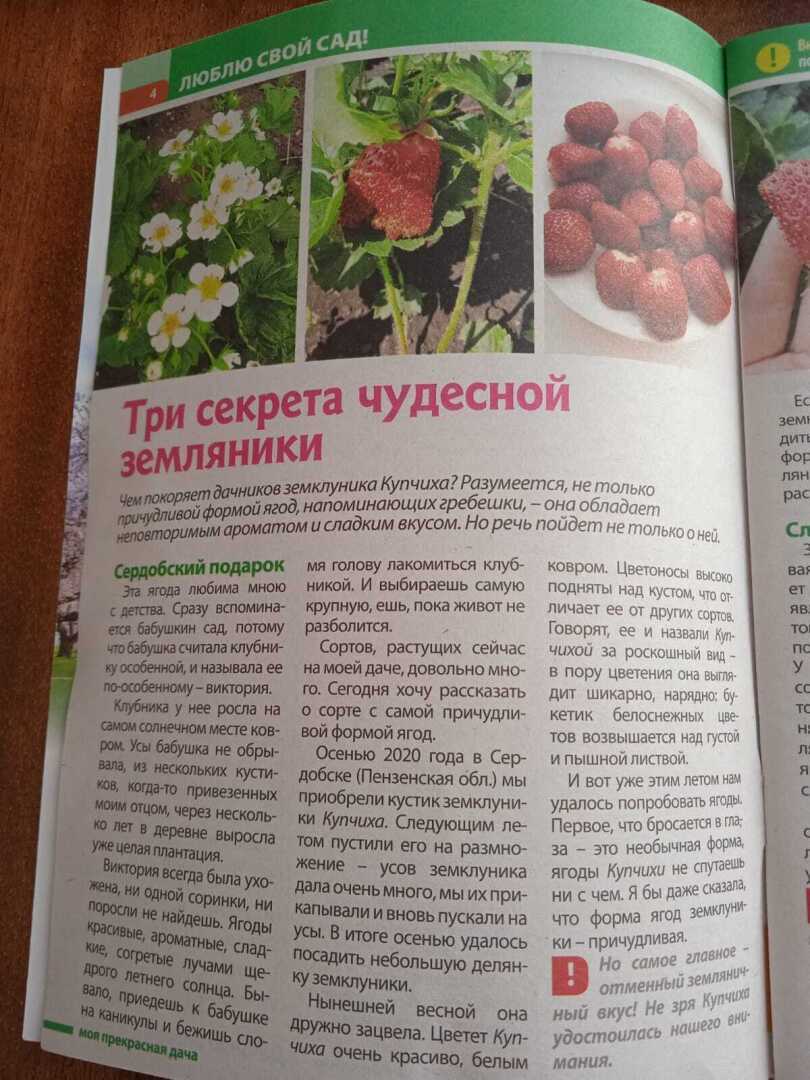 1000 рублей за публикацию: как можно получить, делюсь своим опытом, или как меня выручают мои ягодки.