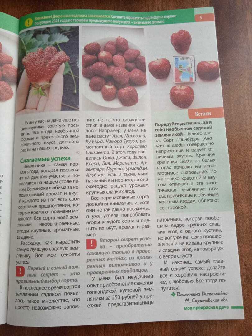 1000 рублей за публикацию: как можно получить, делюсь своим опытом, или как меня выручают мои ягодки.