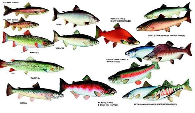 Избегайте есть лосося слишком часто, если сами не выловили его