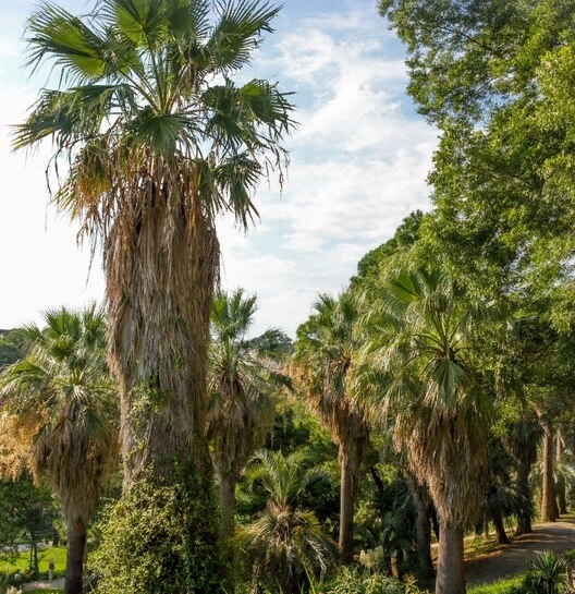 Необычные факты про... Сочи!