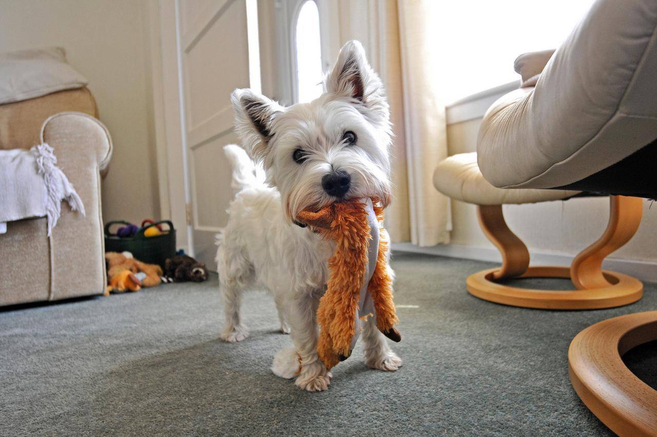 Аренда квартиры с домашним питомцем: как договориться с арендодателем?