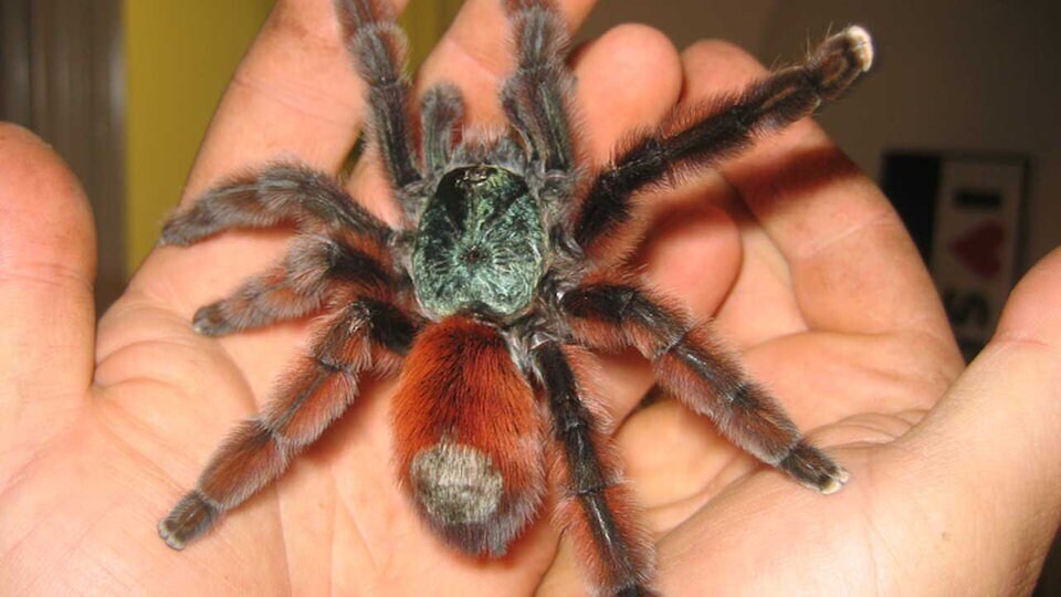 Некоторые люди настолько очарованы пауками, что даже держат их в качестве домашних животных.