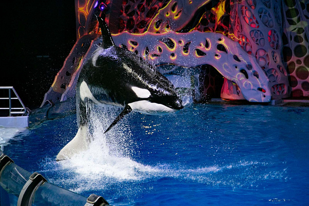 Встреча с косатками во сне