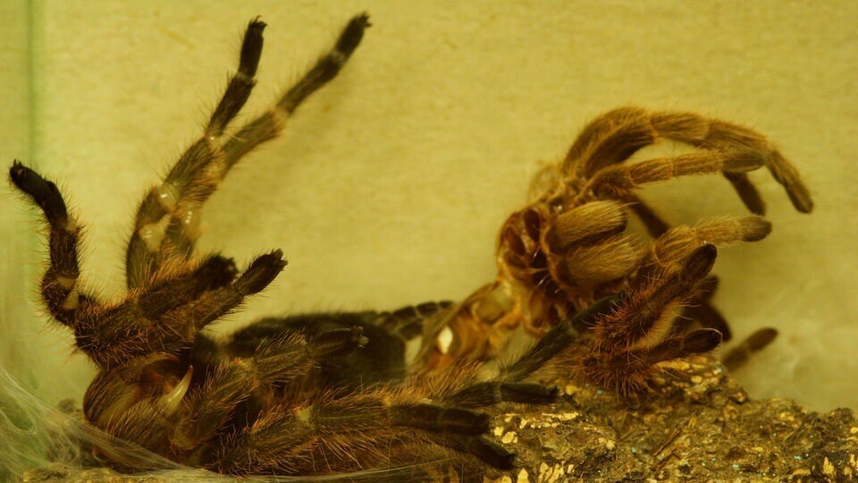 Некоторые люди настолько очарованы пауками, что даже держат их в качестве домашних животных.