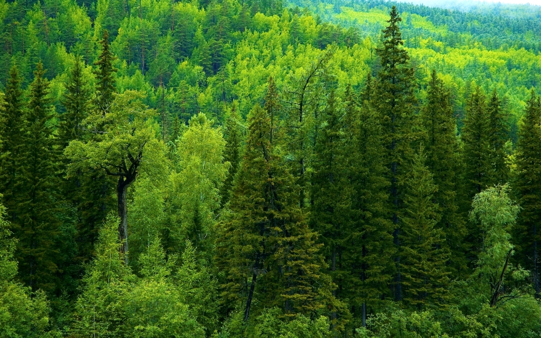 В Ольхонском районе найден мужчина, который блуждал по тайге 5 суток!