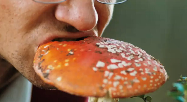 Мухомор - ядовитый гриб. Раньше нельзя было его трогать, а сейчас можно? Новая "мода" на грибы.