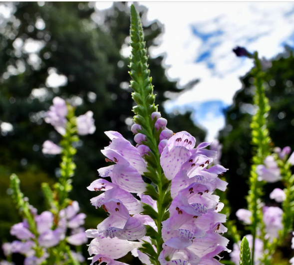 Почему ‘сентябрь - это новый май", когда дело доходит до посадки цветов