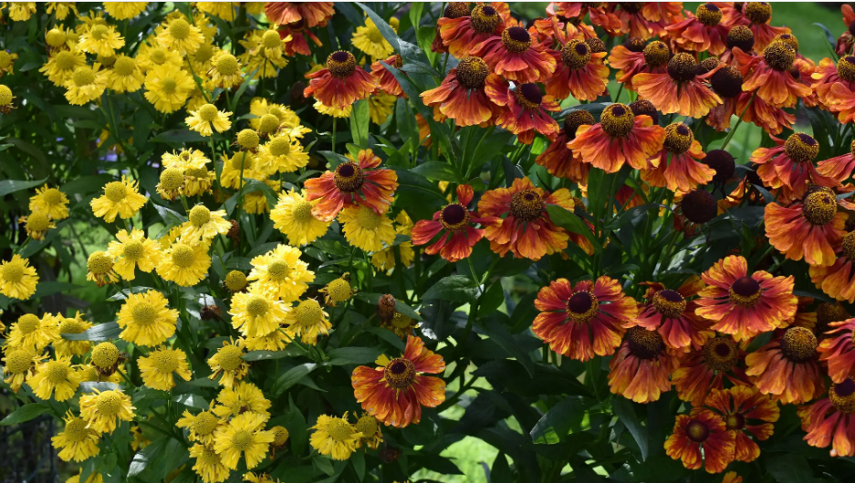 Почему ‘сентябрь - это новый май", когда дело доходит до посадки цветов