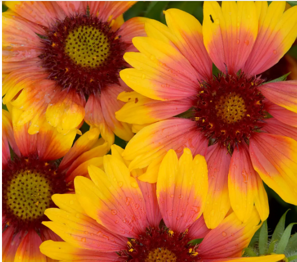 Почему ‘сентябрь - это новый май", когда дело доходит до посадки цветов