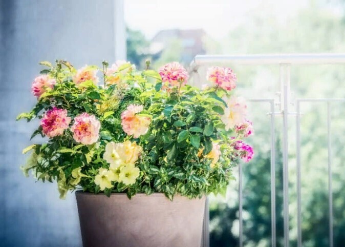 Альтернативы освежителям воздуха: сделайте ваш дом прекрасным без освежителей воздуха