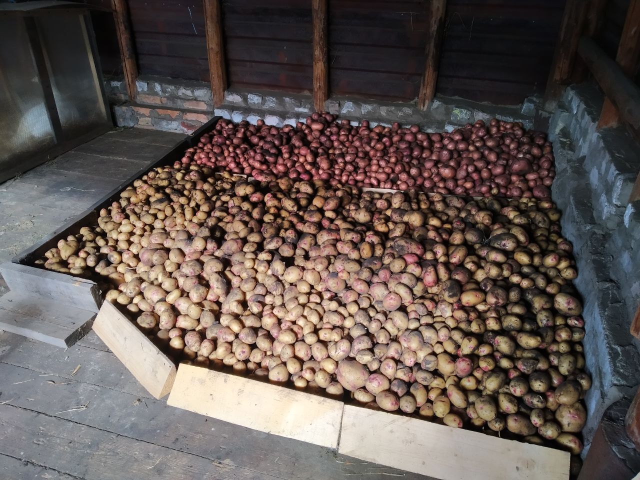 "Выкапывание картошки" – это национальная скрепа россиян. Почему это важный процесс для жителей России?