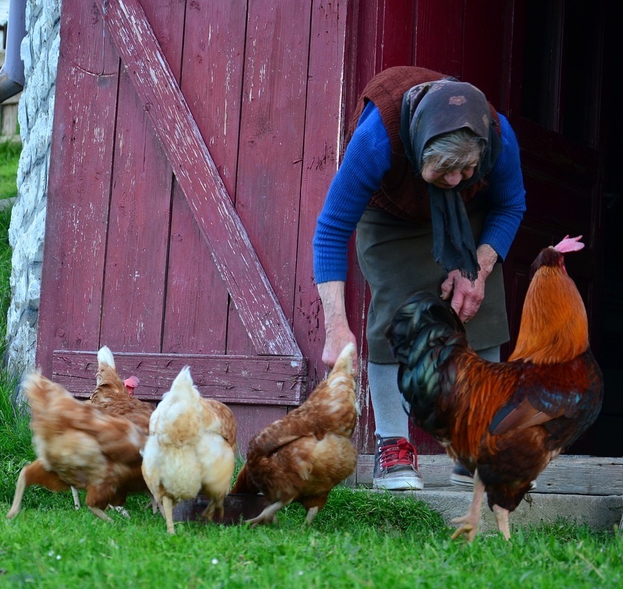 Россиян хотят ограничить в содержании домашних птиц! Кому помешали куры?!