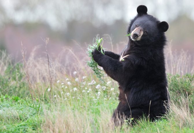Российские бизнесмены отправили фермерам Казахстана коров-гермафродитов