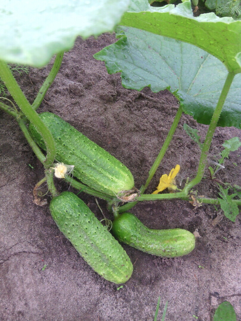 Земельные угодья – богатства России!