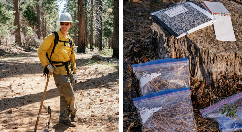 Как спасти лес, сжигая его