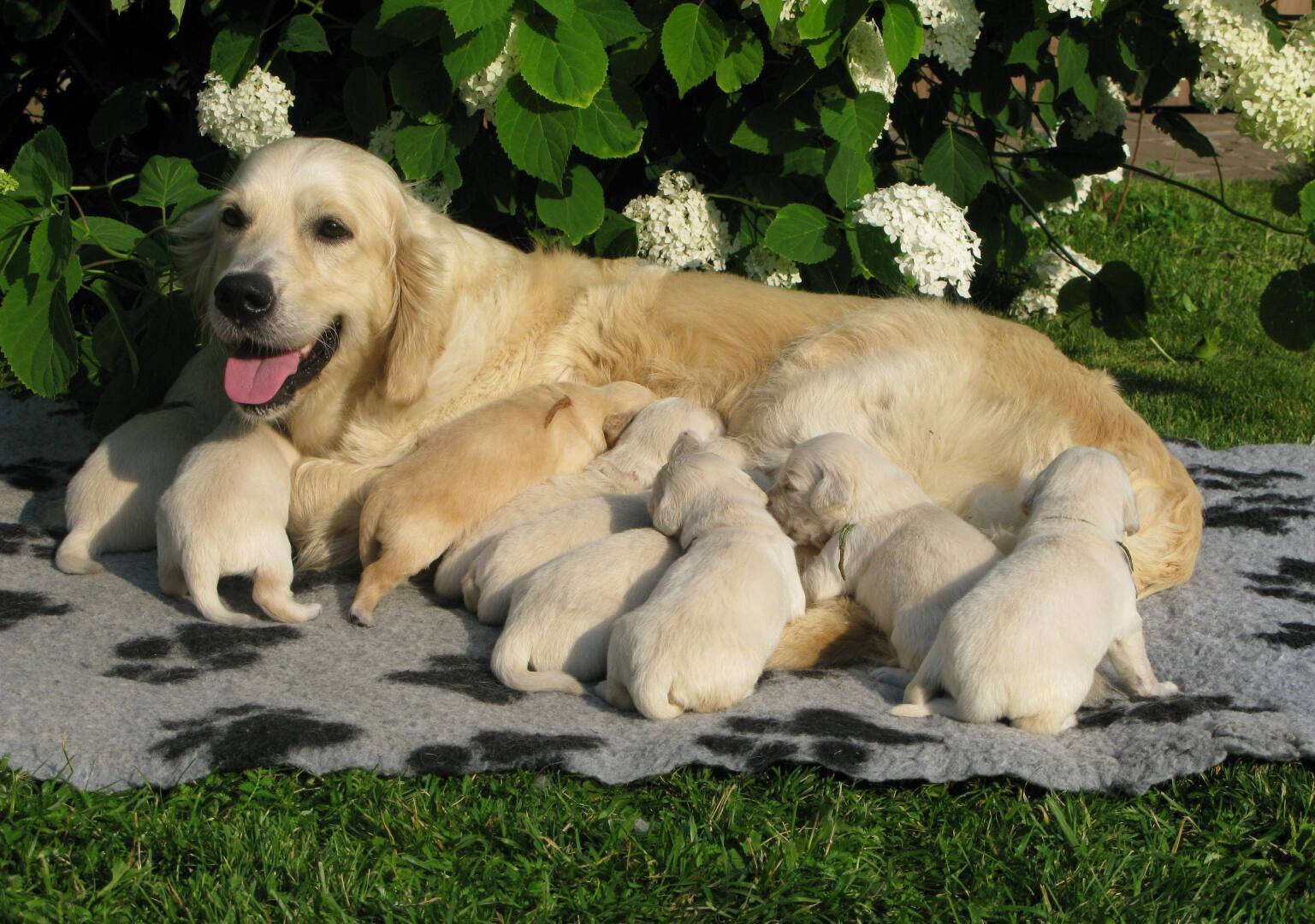 В память о Лорде.