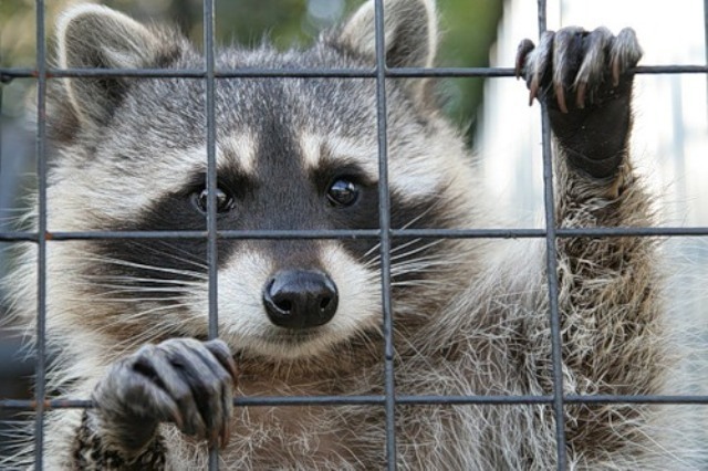 Для кого закон не писан?