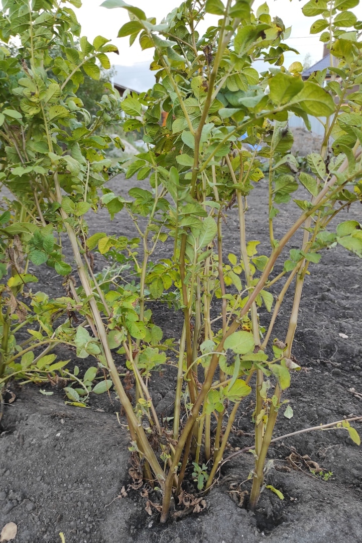 Уникальный перуанский сорт картофеля в России. Картофель, который не надо солить и добавлять специи.