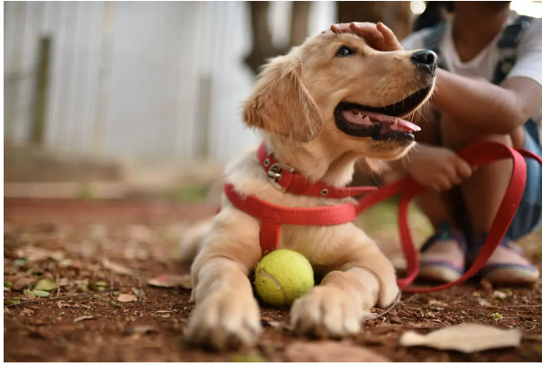 Почему собаки могут быть такими целебными для детей