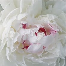 Ас Ольга, г. Москва