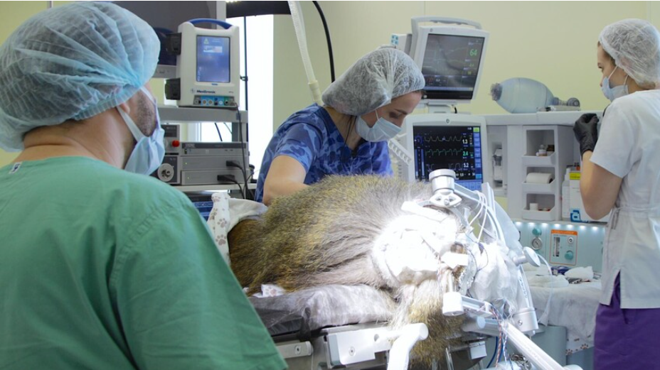 Российские ученые успешно установили зрительный имплантат обезьяне (ФОТО)