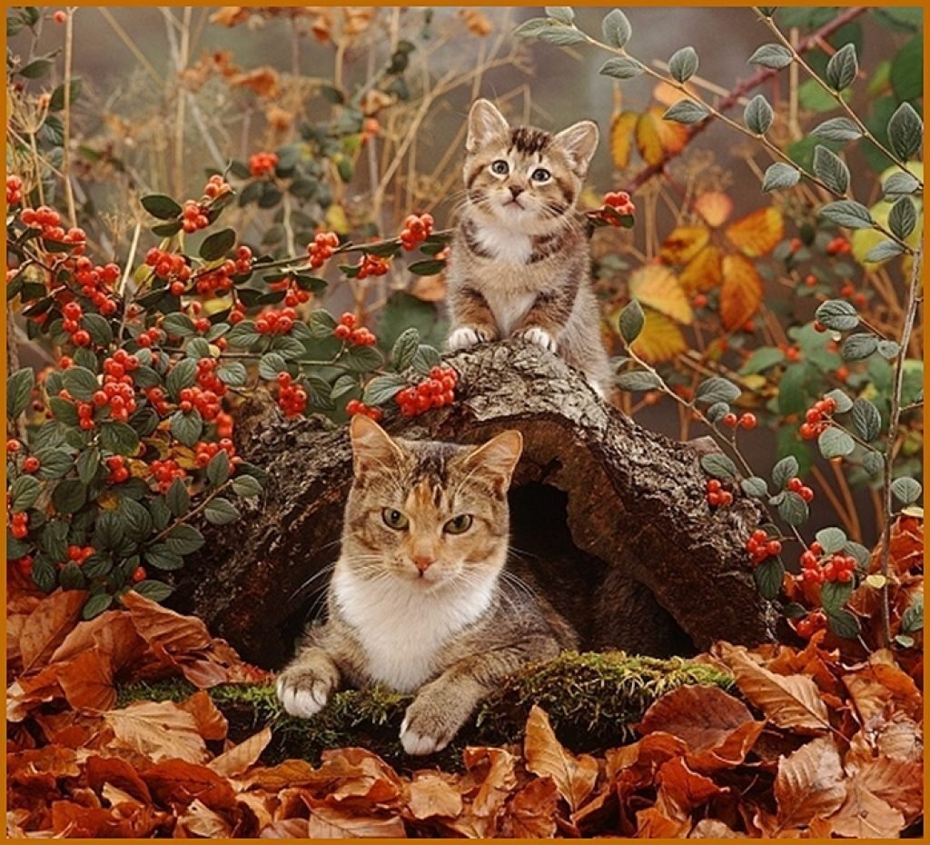 картинки с рыжим котом осенние