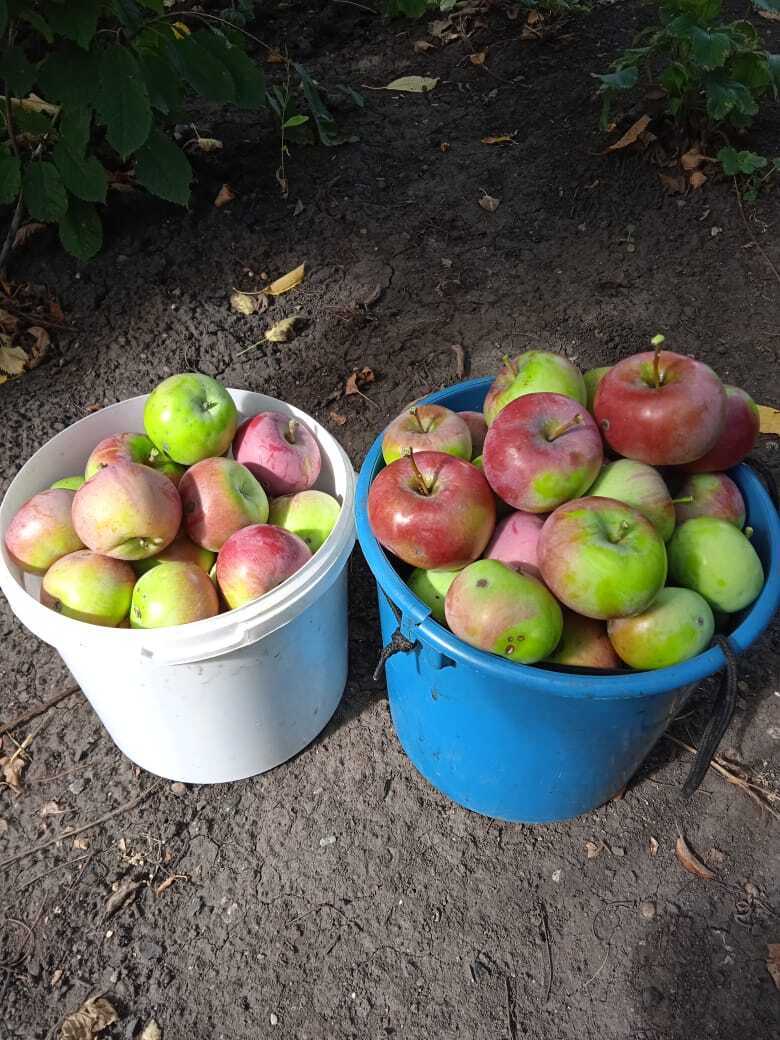 Как заставить яблоню зацвести: делюсь своим опытом.