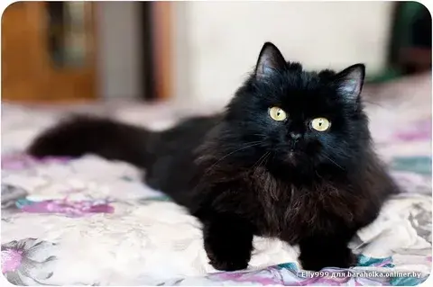 Моя любимая кошечка