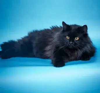 Моя любимая кошечка