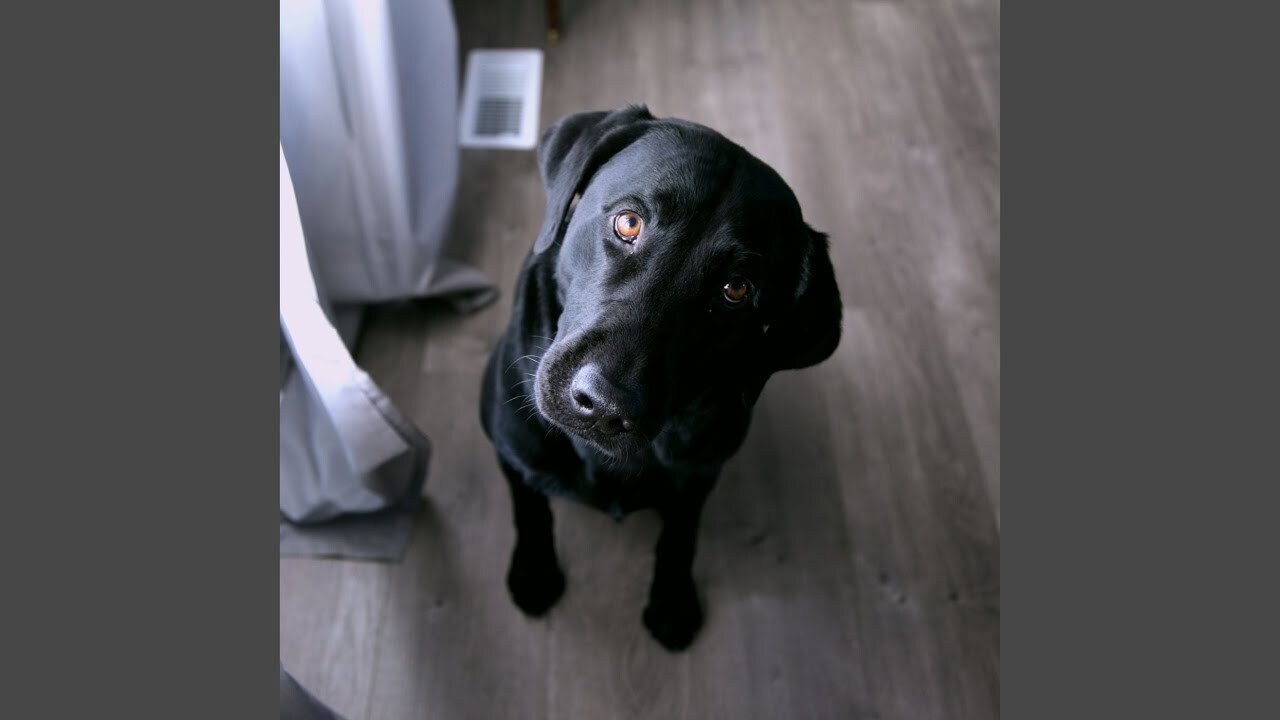 Что это значит, когда ваша собака смотрит на вас?