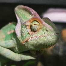 Хамелеон и Ко, г. Рязань