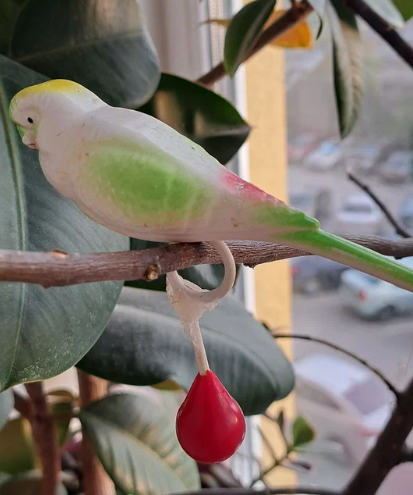 Как быстро приручить взрослого попугая к рукам. Новый способ, непохожий на другие