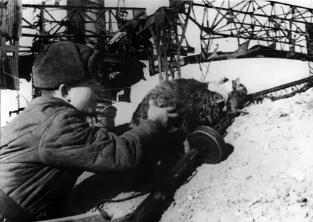 Боевые коты, или коты и армия